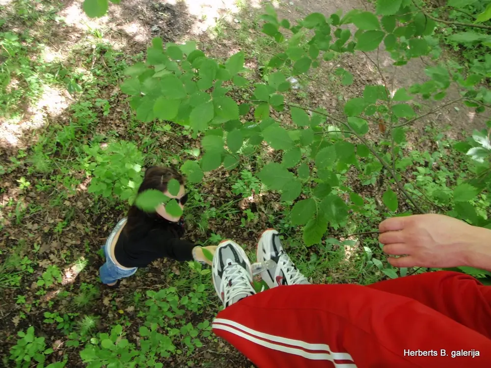 Zied ievas sigulda — 43