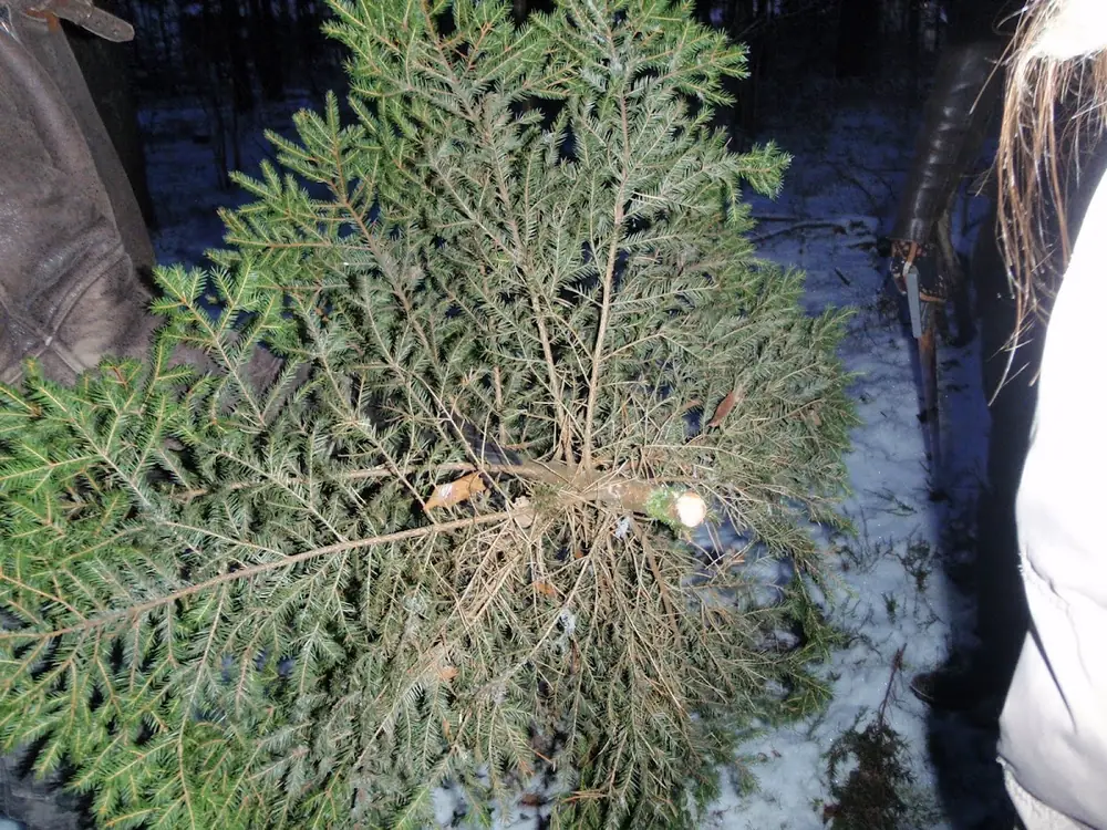 Leningradas eglites meklejumos — 14