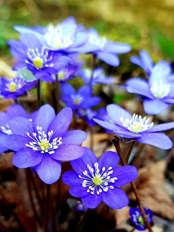 Silakrogs fotogrāfijas
